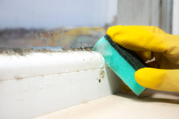 Best Mold Removal Process  in Redington Shores, FL