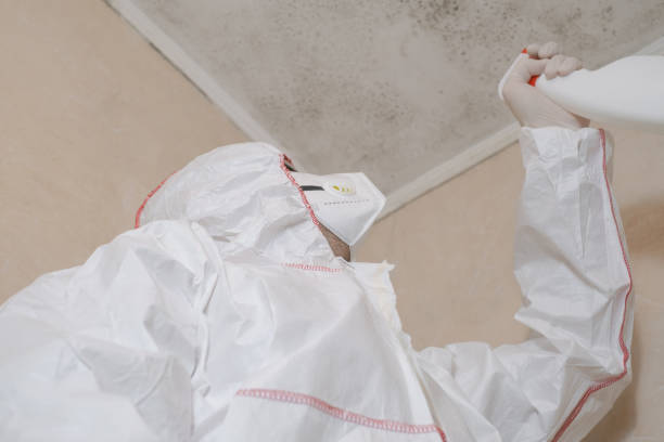 Best Home Mold Removal  in Redington Shores, FL