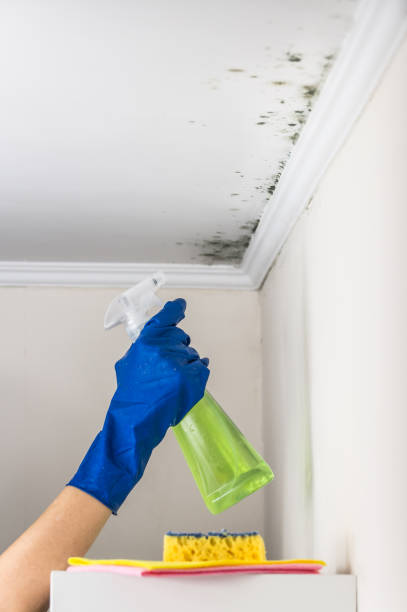 Mold Removal Process in Redington Shores, FL